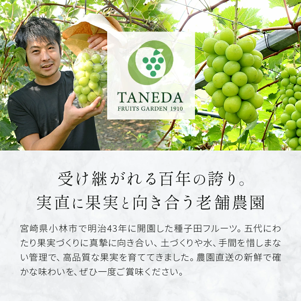 【令和8年発送・先行予約】大玉 シャインマスカット 700g（ぶどう ブドウ シャインマスカット シャイン マスカット フルーツ 果物 くだもの 旬 先行受付 2026 産地直送 限定）