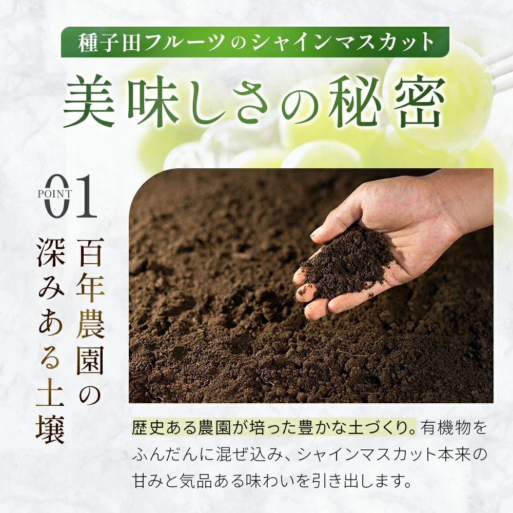 【令和8年発送・先行予約】大玉 シャインマスカット 700g（ぶどう ブドウ シャインマスカット シャイン マスカット フルーツ 果物 くだもの 旬 先行受付 2026 産地直送 限定）