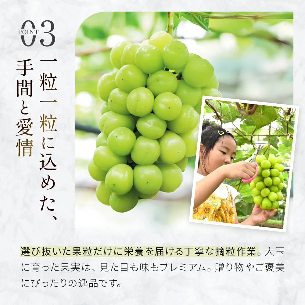 【令和8年発送・先行予約】大玉 特選 シャインマスカット 800g（ぶどう ブドウ シャインマスカット シャイン マスカット フルーツ 果物 くだもの 旬 先行受付 2026 産地直送 限定）