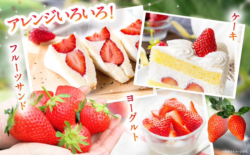 ≪先行予約≫都農町産いちご「やよいひめ」計1kg フルーツ 果物 デザート イチゴ 国産_T059-002