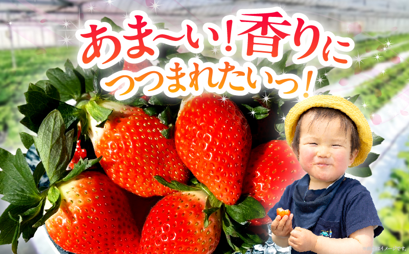 ≪先行予約≫都農町産いちご「やよいひめ」計1kg フルーツ 果物 デザート イチゴ 国産_T059-002
