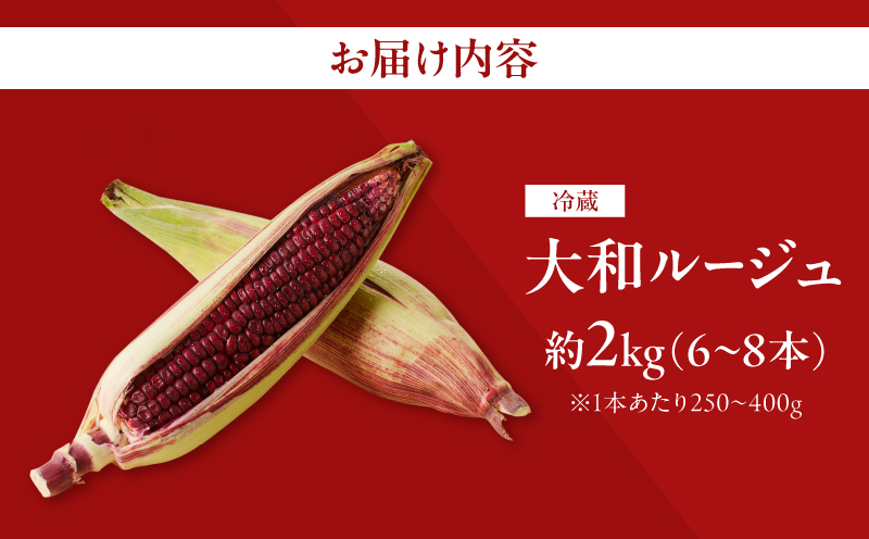 先行予約≪期間限定≫赤いスイートコーン大和ルージュ(約2kg) とうもろこし 野菜 国産_T003-0075