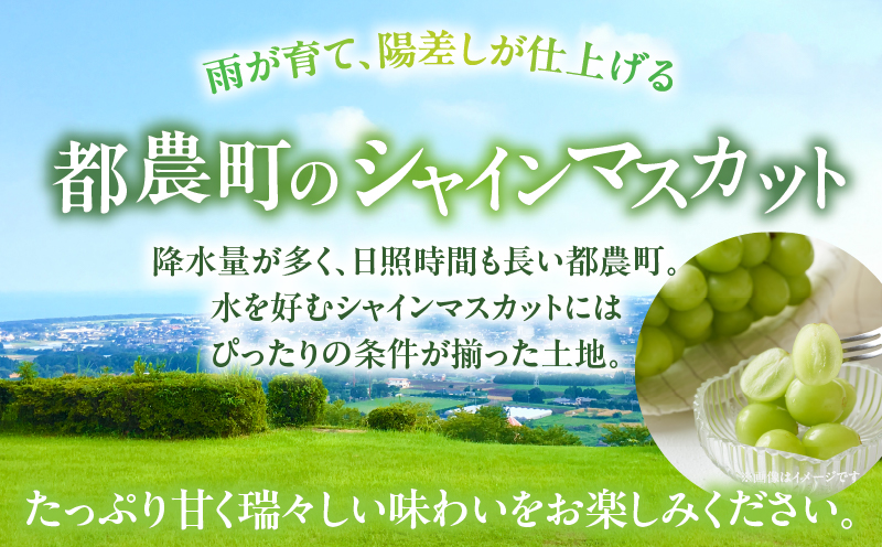 先行予約≪期間限定≫都農町産シャインマスカット(計1kg) ぶどう 果物 国産_T010-0025