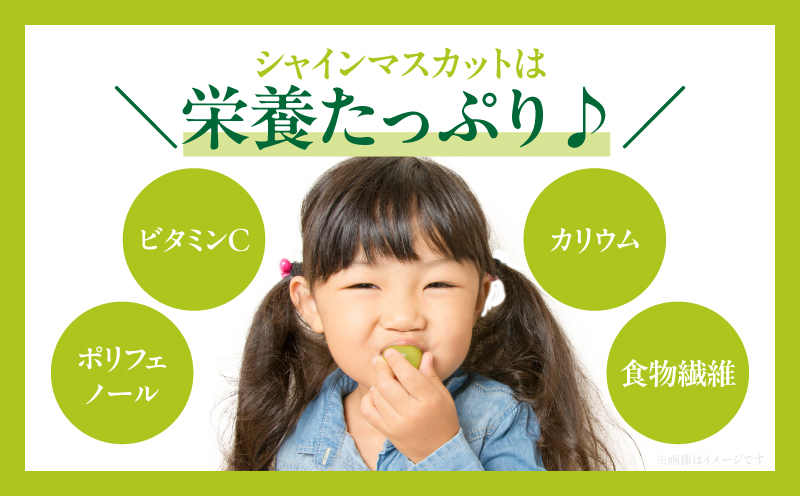 先行予約≪期間限定≫都農町産シャインマスカット(計1kg) ぶどう 果物 国産_T010-0025