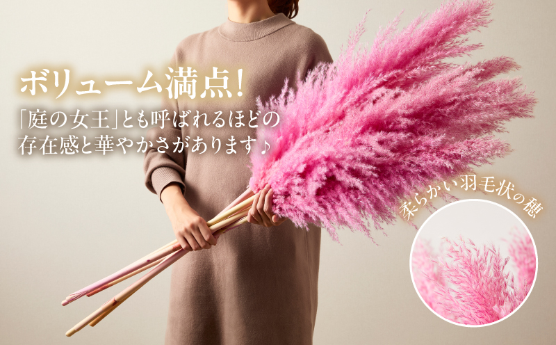 【2週間以内発送】ドライパンパスグラス（ピンク）計5本 すすき インテリア 国産_T057-004