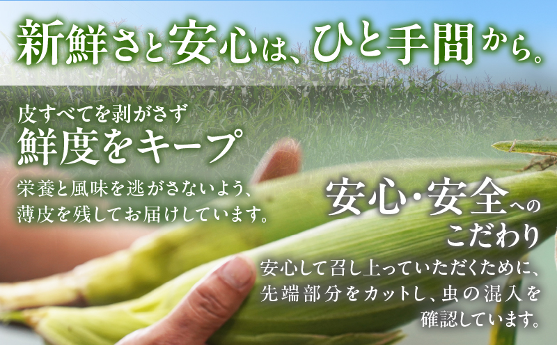 先行予約≪期間限定≫赤いスイートコーン大和ルージュ＆スーパースイートコーンセット(合計4.5kg) 野菜 旬 国産_T003-0085