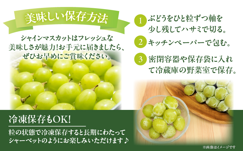 先行予約≪期間限定≫都農町産シャインマスカット(計2kg) ぶどう 果物 国産_T010-0015