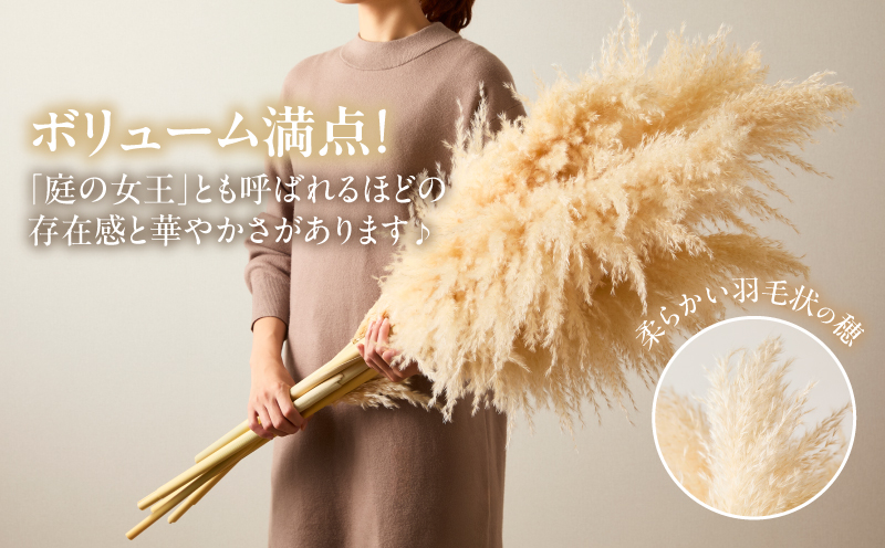 【2週間以内発送】ドライパンパスグラス（ナチュラル）計10本 すすき インテリア 国産_T057-005