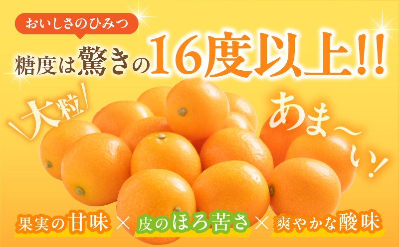 先行予約≪数量限定≫完熟きんかんプレミアム(計1kg) 化粧箱入り フルーツ 果物 柑橘 国産_T042-0011