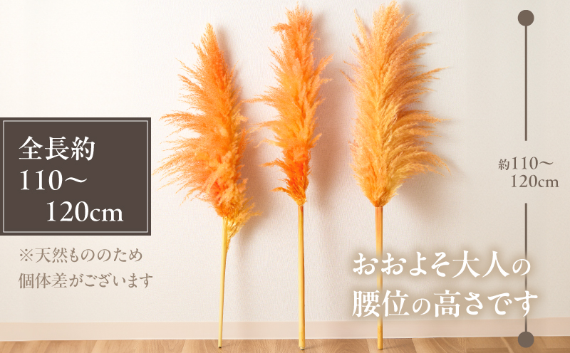 【2週間以内発送】ドライパンパスグラス（オレンジ）計5本 すすき インテリア 国産_T057-003