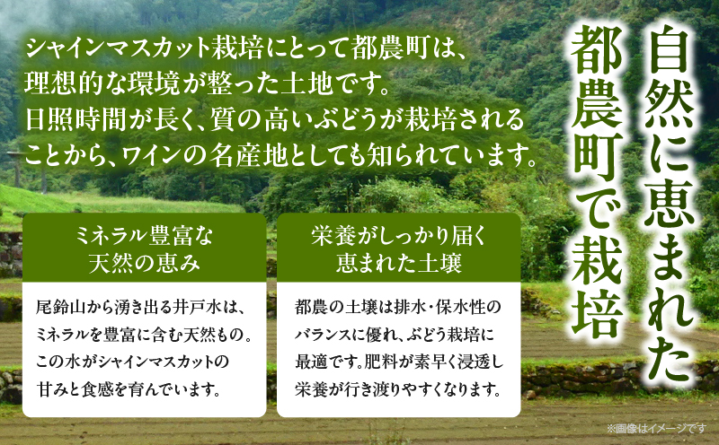 先行予約≪期間限定≫シャインマスカット(計2kg) ぶどう フルーツ 果物 デザート 国産_T051-0015