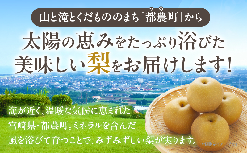 先行予約≪期間限定≫まるみ観光果樹園の『新高梨』(約4kg) なし 果物 フルーツ 天然 ミネラル栽培_T036-0025