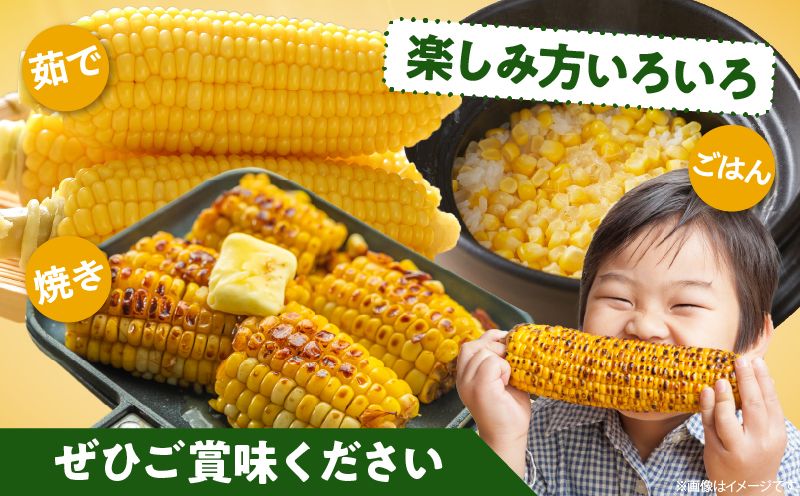 先行予約≪期間限定≫みやざきフレッシュスイートコーン(約9kg) とうもろこし 野菜 旬 おやつ 国産_T015-0055