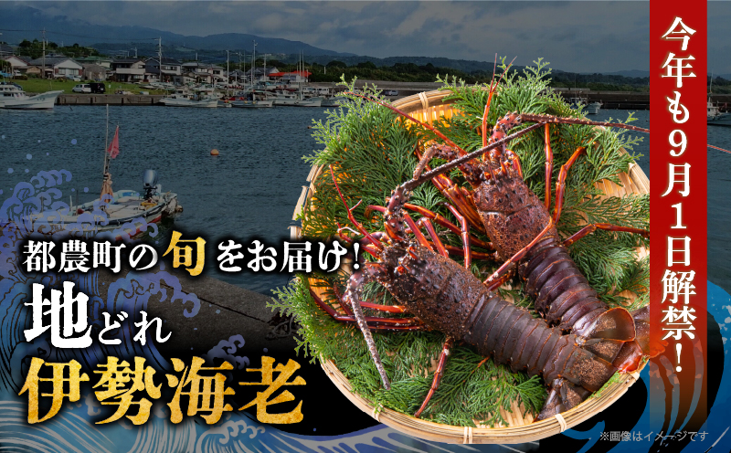 先行予約≪数量限定≫伊勢海老(計2kg) えび 魚介 海鮮 国産_T013-0025