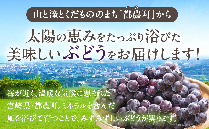 まるみ果樹園のぶどう『キャンベルアーリー』(計2kg) 葡萄 果物 フルーツ 天然 ミネラル栽培_T036-003
