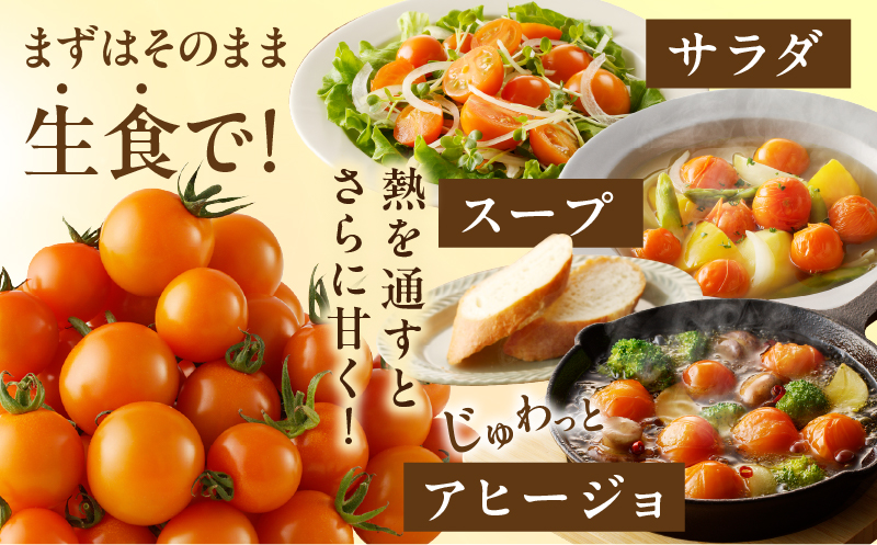 先行予約≪期間限定≫オレンジリトル（計1.6kg） ミニトマト 野菜 サラダ 国産_T040-0011