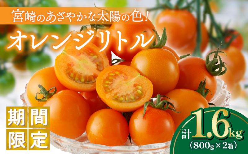 ≪期間限定≫オレンジリトル（計1.6kg） ミニトマト 野菜 サラダ 国産_T040-0011