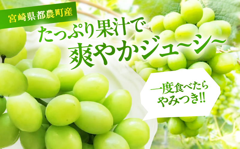 先行予約≪期間限定≫シャインマスカット(計2kg) ぶどう フルーツ 果物 デザート 国産_T051-0015