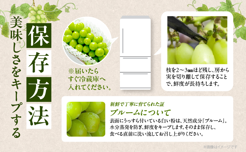先行予約≪期間限定≫シャインマスカット(計2kg) ぶどう フルーツ 果物 デザート 国産_T051-0015