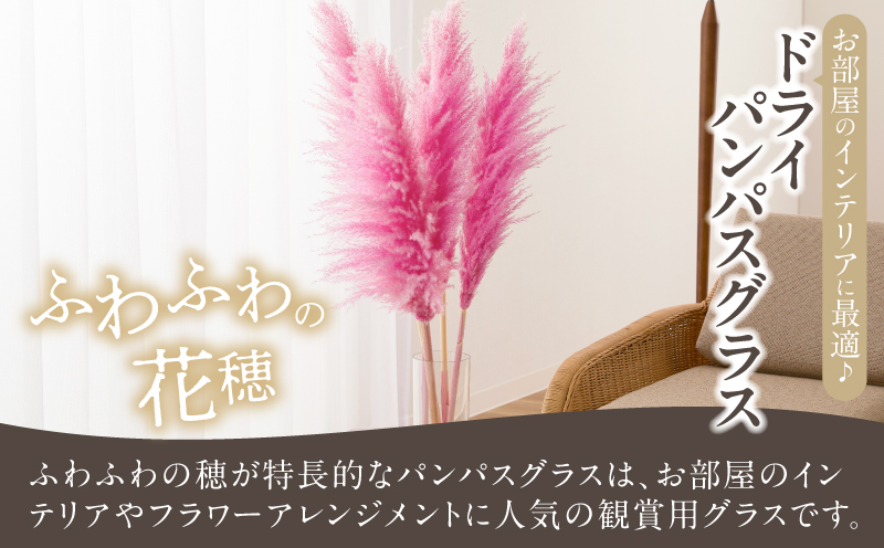 【2週間以内発送】ドライパンパスグラス（ピンク）計5本 すすき インテリア 国産_T057-004