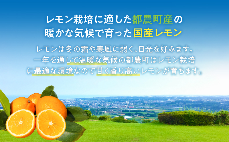先行予約≪期間限定≫都農町産さくらレモン(マイヤーレモン)計2kg フルーツ 果物 柑橘 レモン 国産_T002-003
