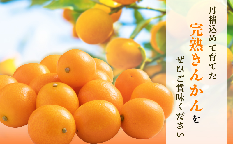 先行予約≪数量限定≫訳ありhiro君ハウスの『完熟きんかん(計2kg)』フルーツ 果物 金柑 国産_T022-003