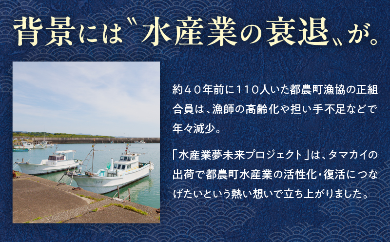 都農町産「つのタマカイ(鍋用・ぶつ切り)2〜3人前」計500g 魚 魚介 養殖 希少 国産_T012-001