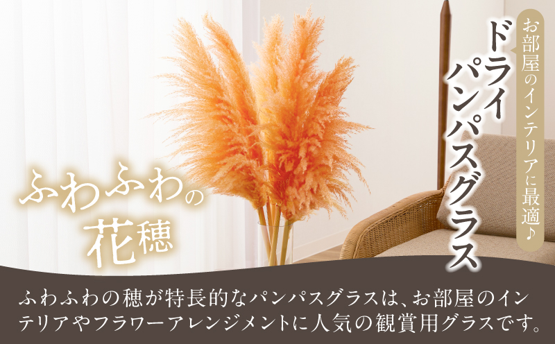 【2週間以内発送】ドライパンパスグラス（オレンジ）計5本 すすき インテリア 国産_T057-003