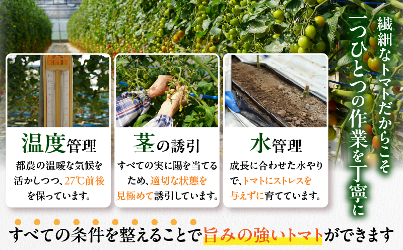 先行予約≪期間限定≫オリジナルブランド「フルーツトマト ゆき」計2kg ミニトマト 野菜 サラダ 国産_T047-0041