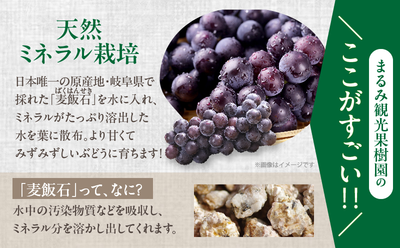 まるみ果樹園のぶどう『キャンベルアーリー』(計2kg) 葡萄 果物 フルーツ 天然 ミネラル栽培_T036-003