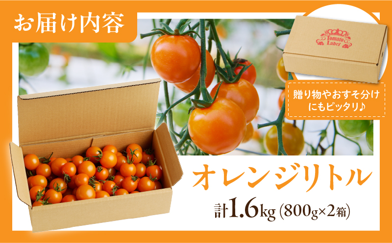 ≪期間限定≫オレンジリトル（計1.6kg） ミニトマト 野菜 サラダ 国産_T040-0011