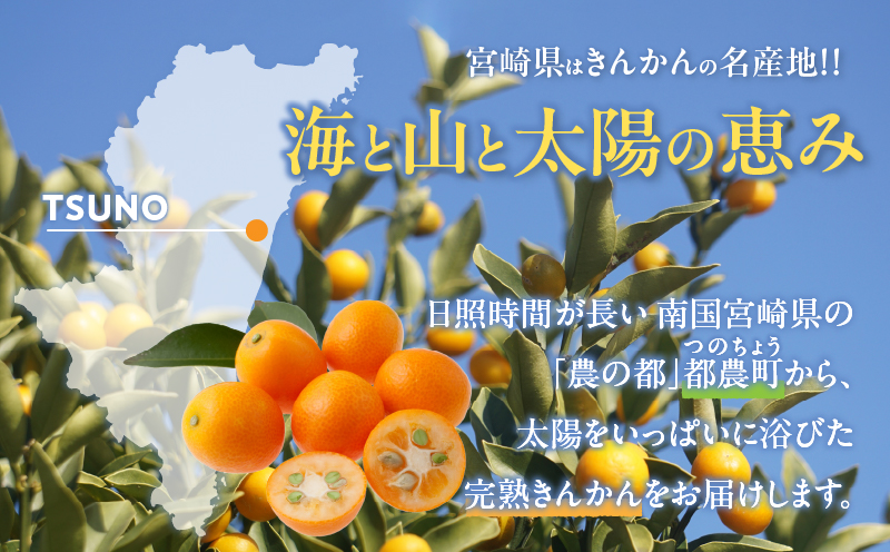先行予約≪数量限定≫完熟きんかんプレミアム(計1kg) 化粧箱入り フルーツ 果物 柑橘 国産_T042-0011