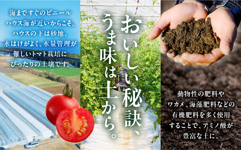 先行予約≪期間限定≫高糖度ミニトマト『ニーゴ25。』(計1.6kg) ミニトマト 野菜 サラダ 国産_T040-0021