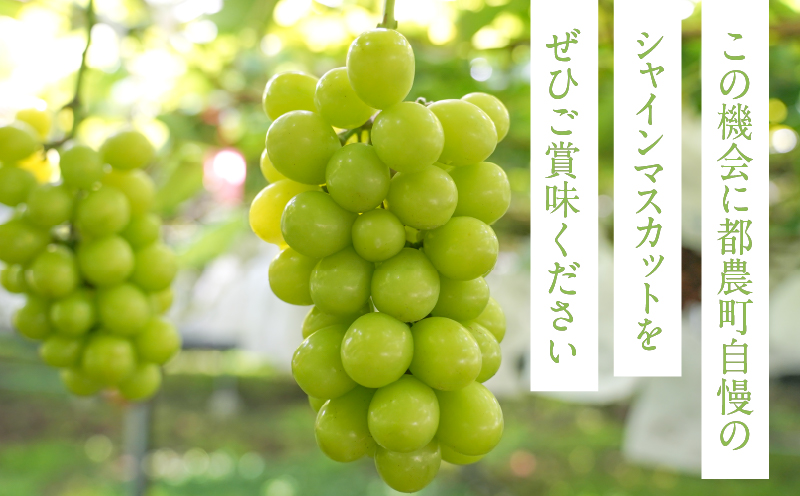 先行予約≪期間限定≫都農町産シャインマスカット(計1kg) ぶどう 果物 国産_T010-0025