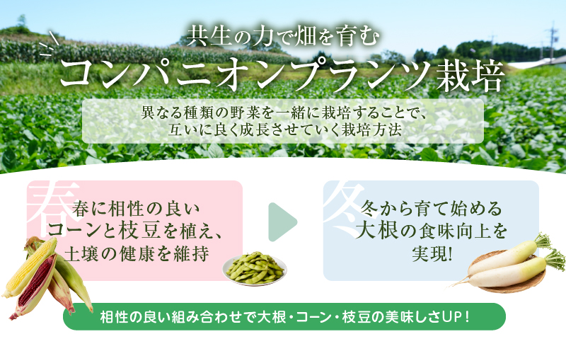 先行予約≪期間限定≫スーパースイートコーン＆枝豆(茶豆風味・茶豆)セット(合計4.5kg) 旬 野菜 国産_T003-0015