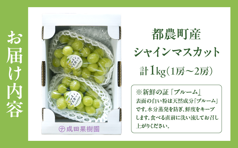 先行予約≪期間限定≫都農町産シャインマスカット(計1kg) ぶどう 果物 国産_T010-0025