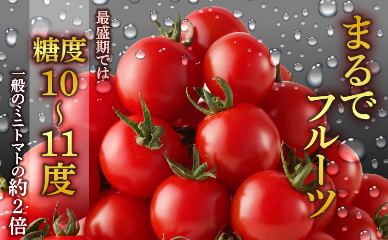 先行予約≪期間限定≫高糖度ミニトマト『ニーゴ25。』(計1.6kg) ミニトマト 野菜 サラダ 国産_T040-0021