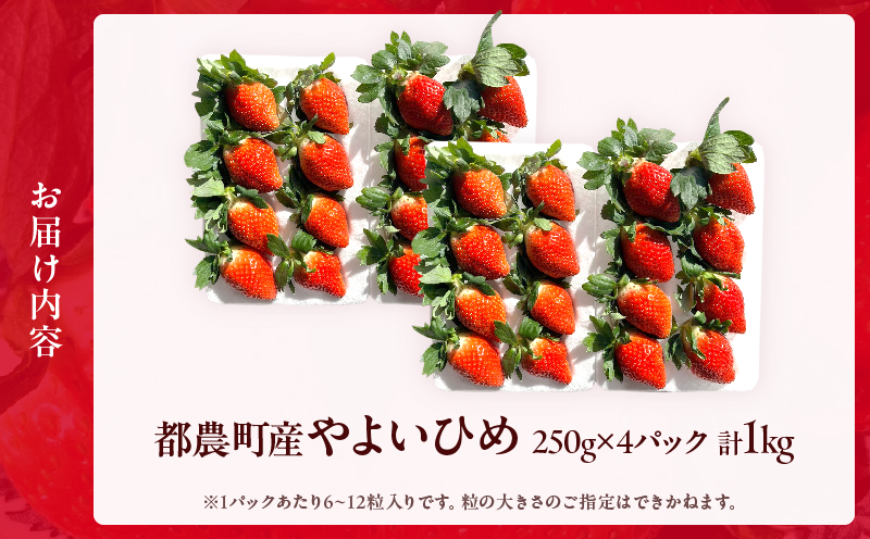 ≪先行予約≫都農町産いちご「やよいひめ」計1kg フルーツ 果物 デザート イチゴ 国産_T059-002