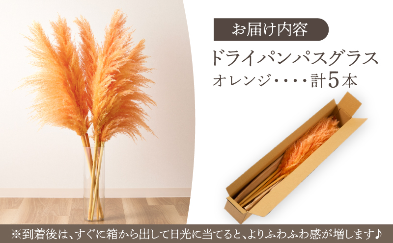 【2週間以内発送】ドライパンパスグラス（オレンジ）計5本 すすき インテリア 国産_T057-003