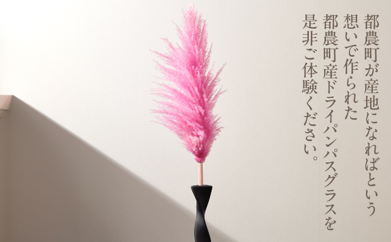 【2週間以内発送】ドライパンパスグラス（ピンク）計5本 すすき インテリア 国産_T057-004