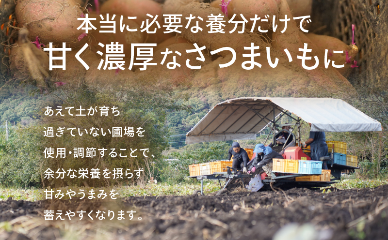 冷やし焼き芋(安納芋・紅はるか) 合計2kg さつまいも イモ 野菜 国産_T016-005