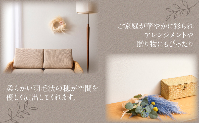 【2週間以内発送】ドライパンパスグラス（ナチュラル）計10本 すすき インテリア 国産_T057-005