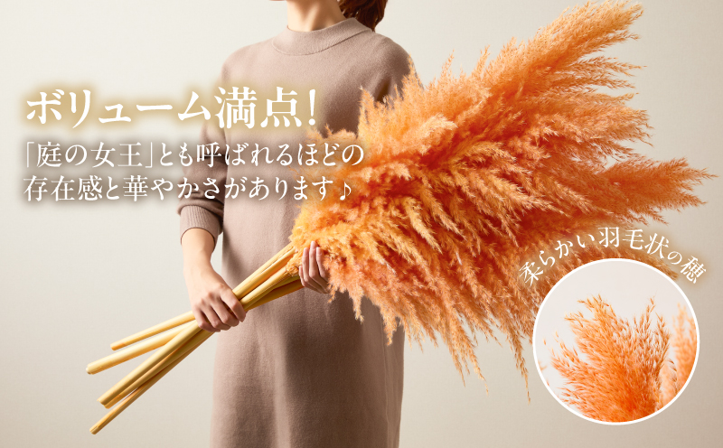 【2週間以内発送】ドライパンパスグラス（オレンジ）計5本 すすき インテリア 国産_T057-003