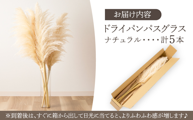 【2週間以内発送】ドライパンパスグラス（ナチュラル）計5本 すすき インテリア 国産_T057-001