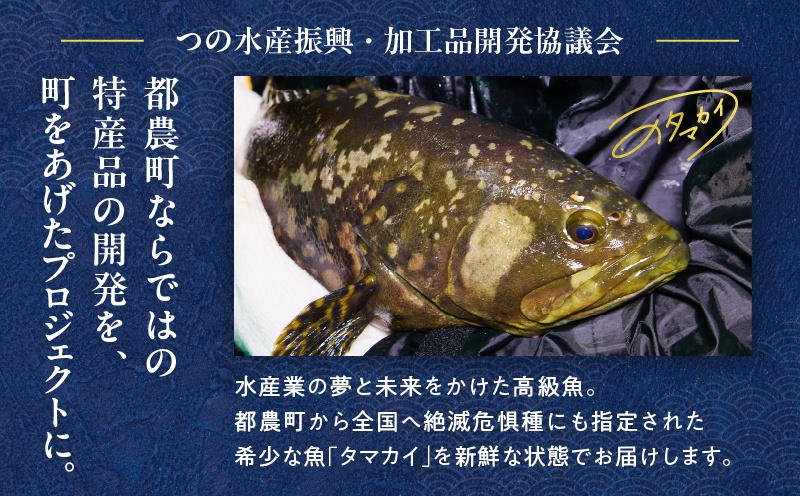 都農町産「つのタマカイ(鍋用・ぶつ切り)2〜3人前」計500g 魚 魚介 養殖 希少 国産_T012-001