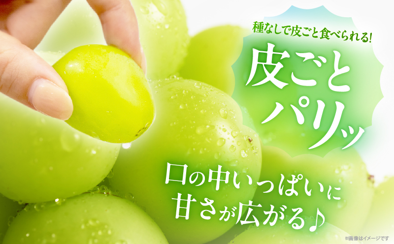 先行予約≪期間限定≫シャインマスカット(計2kg) ぶどう フルーツ 果物 デザート 国産_T051-0015