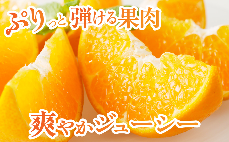 先行予約≪数量限定≫希少な柑橘『はるみ』計5kg フルーツ 果物 柑橘 みかん 国産_T008-001