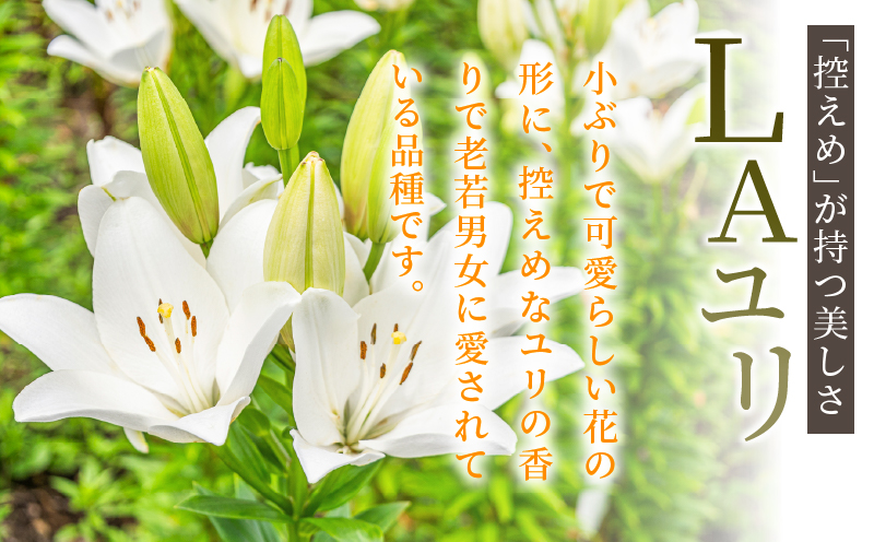 【2週間以内発送】≪期間限定≫LA ユリ(オレンジ) 約15本 生花 切花 百合 国産_T045-0071