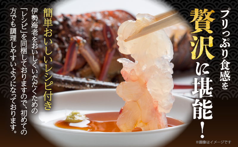 先行予約≪数量限定≫伊勢海老(計1kg) えび 魚介 海鮮 国産_T013-0015
