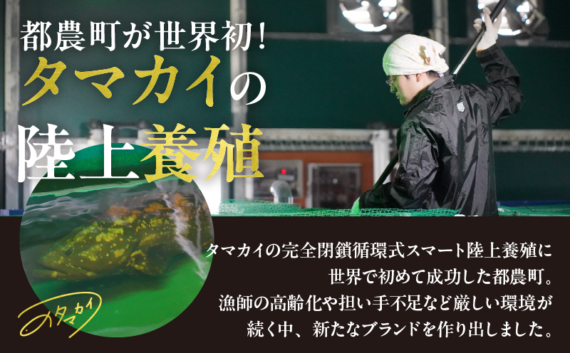 都農町産「つのタマカイ(鍋用・ぶつ切り)2〜3人前」計500g 魚 魚介 養殖 希少 国産_T012-001